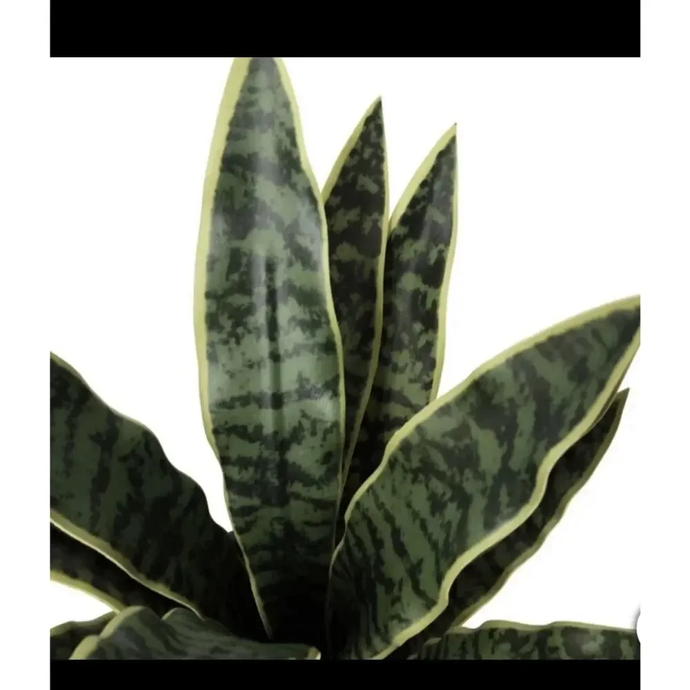 CGH Faux Decorative Plant 3 Pack Snake Fern Prayer Plant Planter Zero Maintenanc